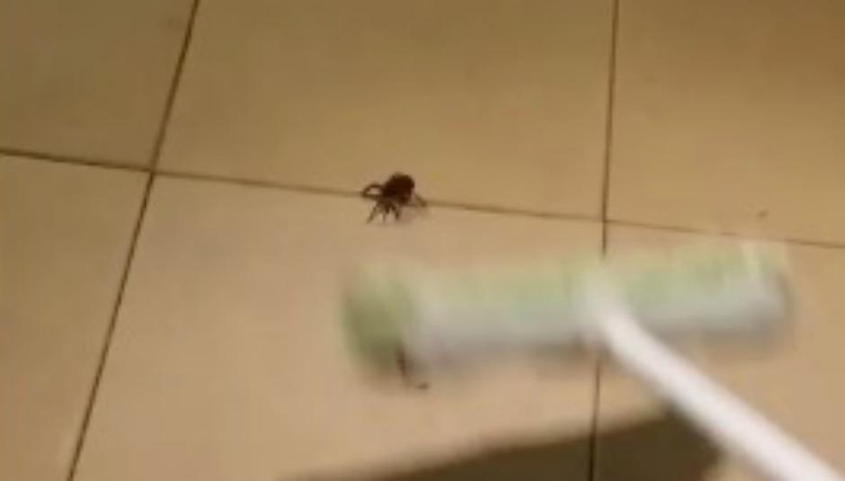 PublimetroChile's tweet image. #LoMasVisto Ni te imaginas lo que esta araña lobo esconde al intentar terminar con ella.  bit.ly/1Dc8zsA