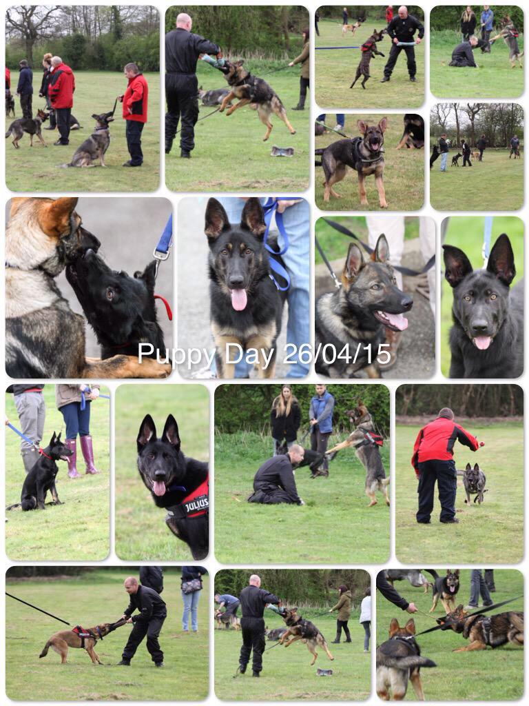 WMPDogs's tweet photo. Few shots from today @No1GhostDog , thanks for the great pics! DR http://t.co/qpPINdOOld