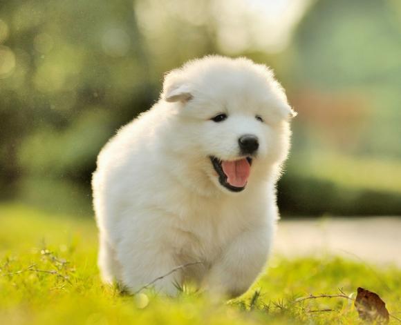 PetsPage's tweet image. So Adorable! ❤️💚💛💜💙💝🐶 #PetsPage #RT