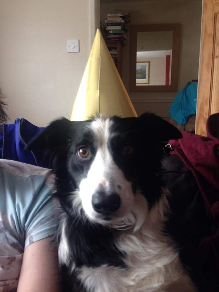  wish my pup a happy birthday? 