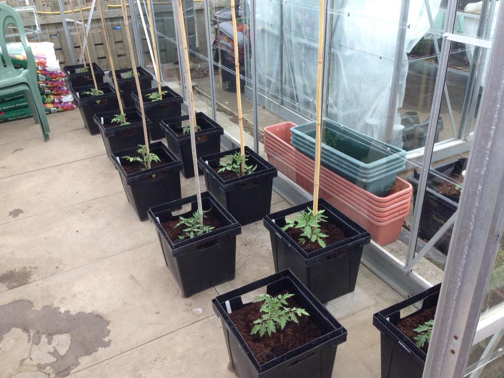 wakefield425's tweet photo. @GYOmag busy weekend. Cucumbers, Tomatoes and Chillies all potted on into final pots. http://t.co/9SfEqO3b8H