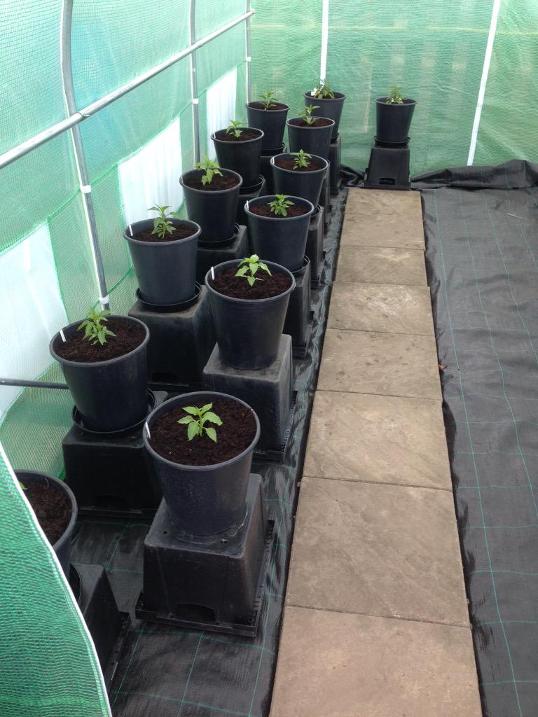 wakefield425's tweet photo. @GYOmag busy weekend. Cucumbers, Tomatoes and Chillies all potted on into final pots. http://t.co/9SfEqO3b8H