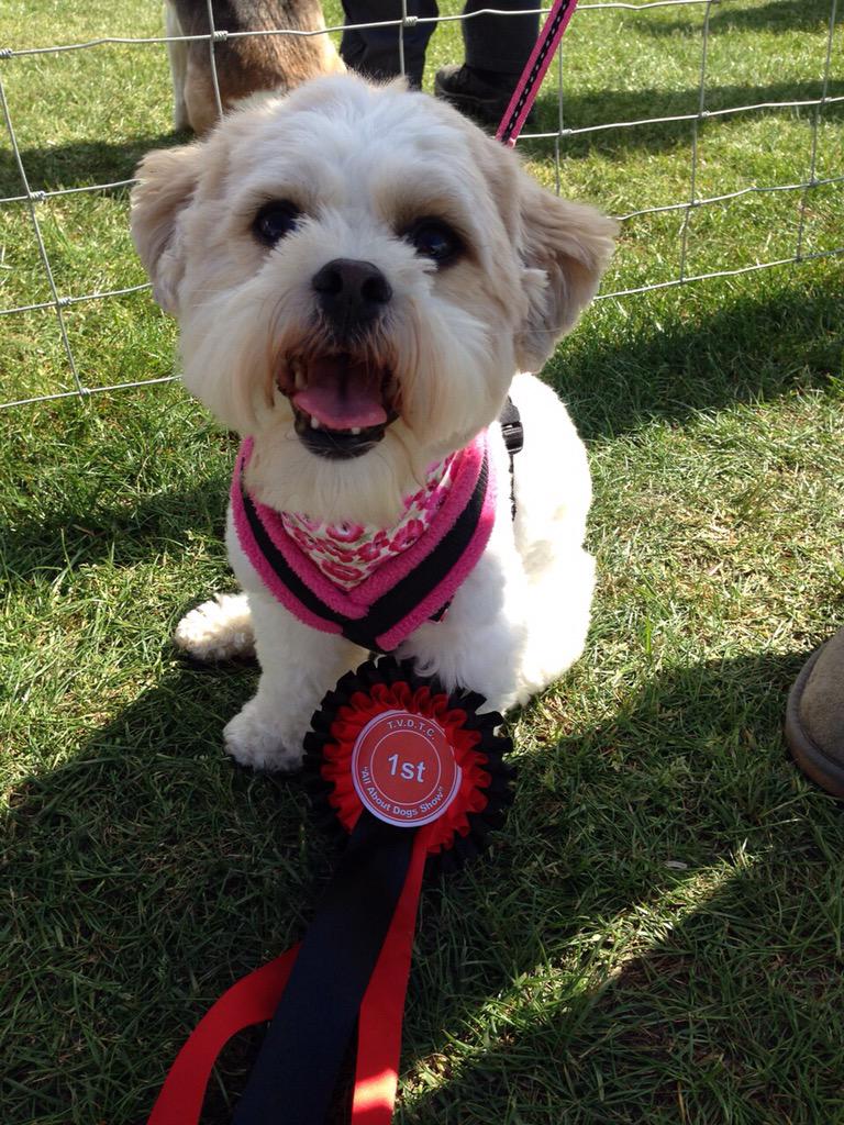 elaine_mumby's tweet image. Thanks @Allaboutdogssho for naming Molly prettiest bitch today, we are very proud! Rocking her new @DitsyPet collar!🐶