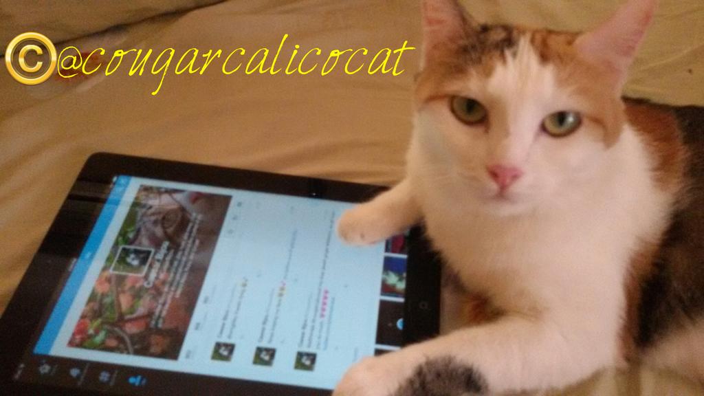 cougarcalicocat's tweet photo. Tweeting http://t.co/HzK6kFLoaq
