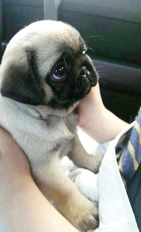 SimplePreppy's tweet image. Here's a pug to brighten your day!