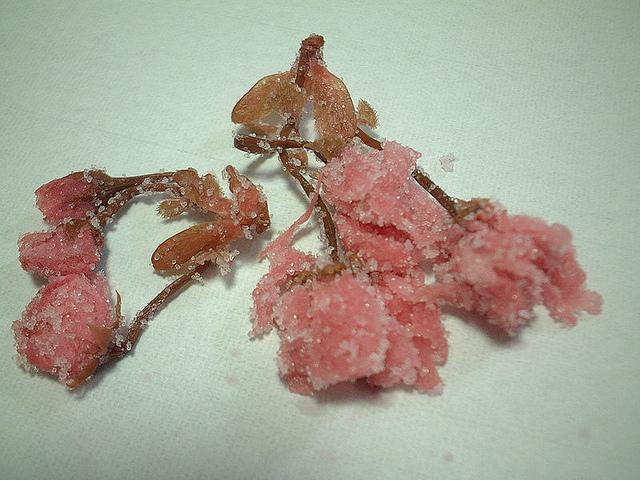 Ｂｌｏｇｇｕｅｕｒ tweet media