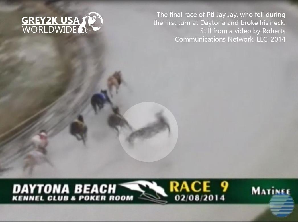 GREY2KUSA's tweet photo. GREY2K USA, Humane Society of US call for antiquated dog racing to end

http://t.co/o4esK68zPh http://t.co/QsqluiipRA