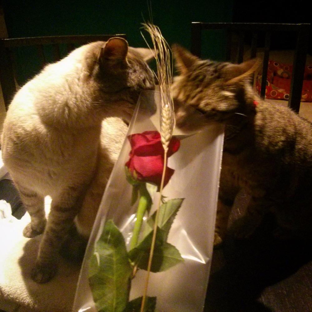 NuriaMora's tweet photo. #tusgsalsantjordi @tusgsal_oficial http://t.co/kJCSMM66mA