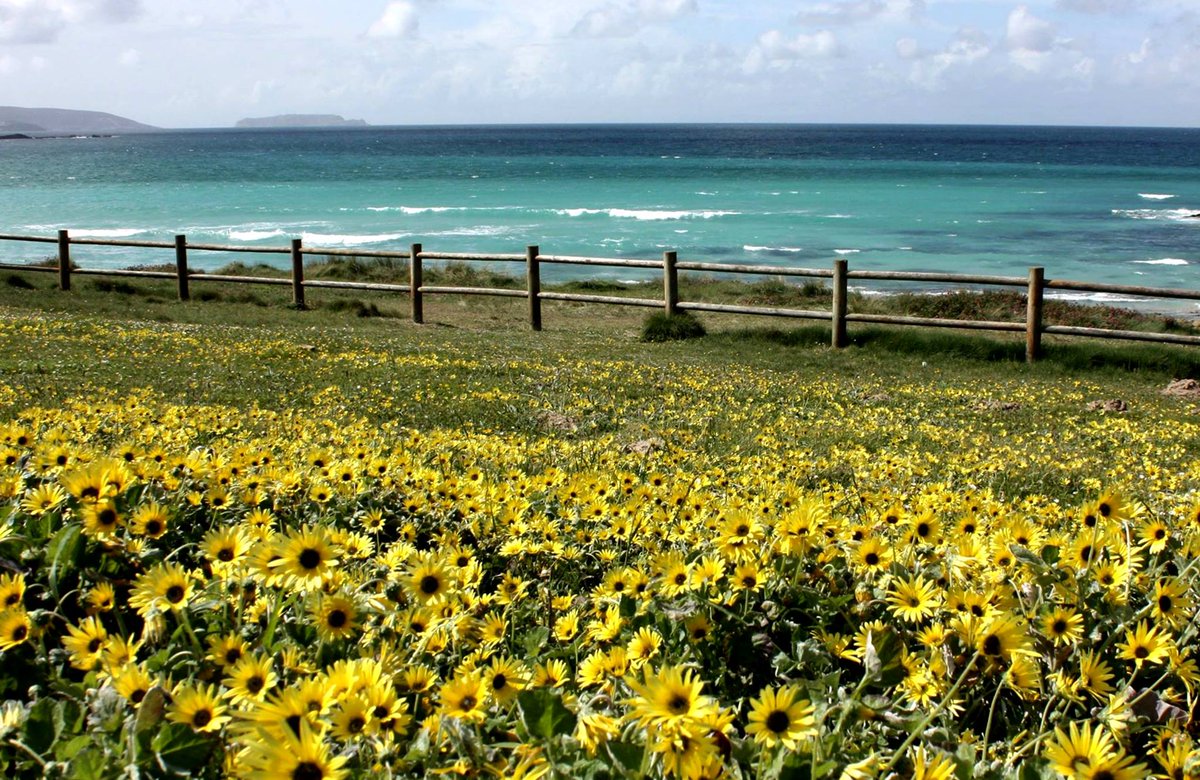 A primavera loce na praia de Razo :) #Carballomirandoaomar #Costadamorte [Foto:Paula Vázquez]