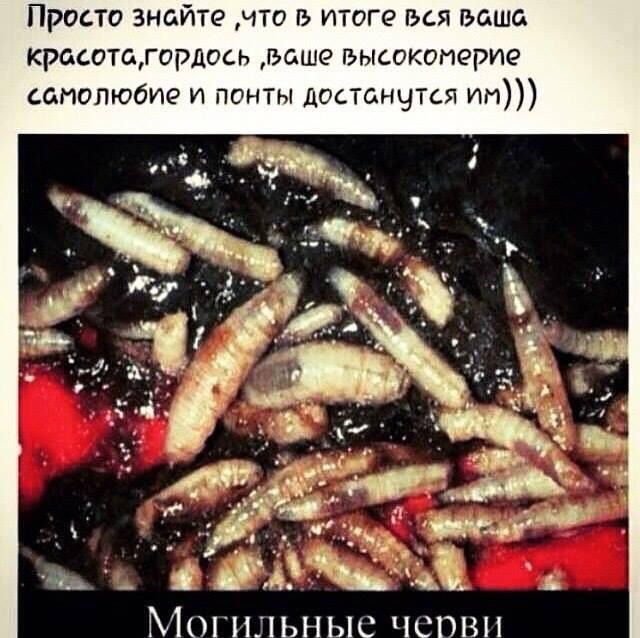 Могильные черви. Как выглядят могильные черви