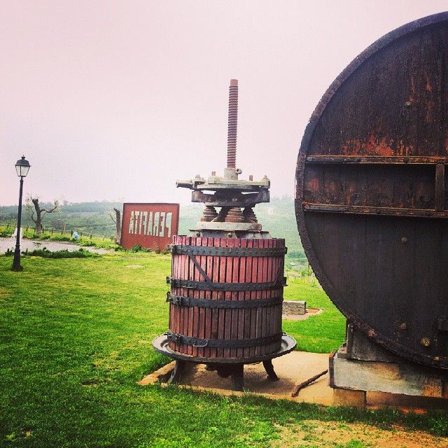 Avui, a la Jornada de Portes Obertes al <a href="/CellerMF/">Celler Martín Faixó</a>!
Hi has estat?? Nosaltres hem quedat fascinats! #VisitRoses #vivid