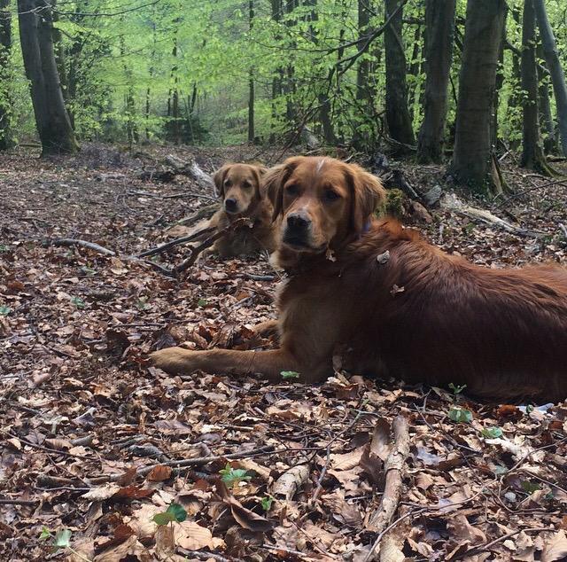 dogwalkcardiff's tweet photo. Woodland Walks. 🍂 #Cardiff #dogwalkers http://t.co/tIGBp8aZVx