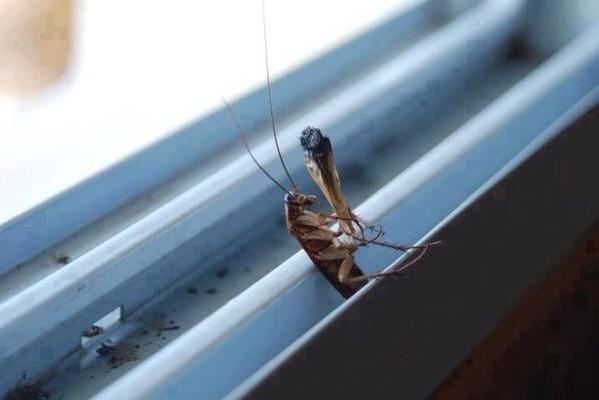 GeorgeWakenbake's tweet photo. Plot Twist: the roach smokes itself http://t.co/GMvw0ZxK75