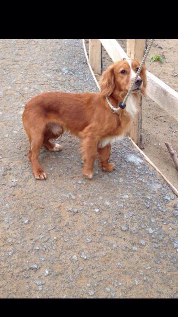 Please can anybody help in Bath, desperate to find little Leo who went missing today. RT! Please get in contact !