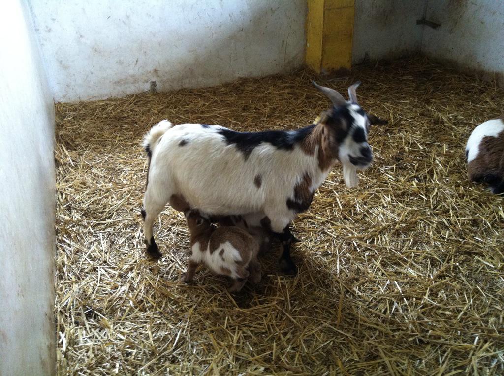 Casa Rural Erbioz tweet media