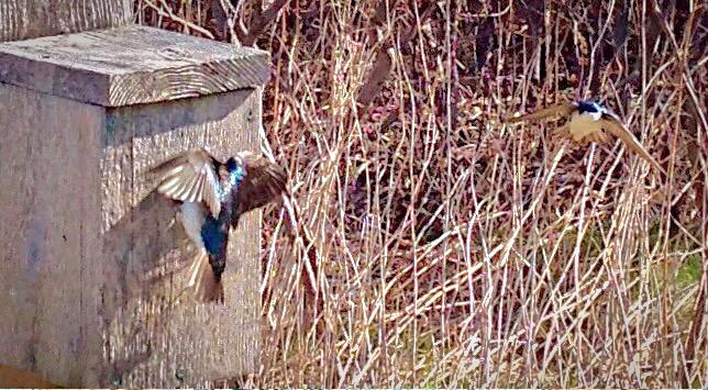 lynromanko's tweet photo. A great walk yesterday. Thanks to #CCFEW #SamSmithpark #Birdwalks #Birds&Beans #Newtoronto #Etobicoke http://t.co/HXzE4gj2uz