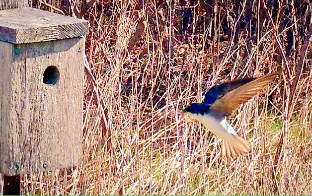lynromanko's tweet photo. A great walk yesterday. Thanks to #CCFEW #SamSmithpark #Birdwalks #Birds&Beans #Newtoronto #Etobicoke http://t.co/HXzE4gj2uz