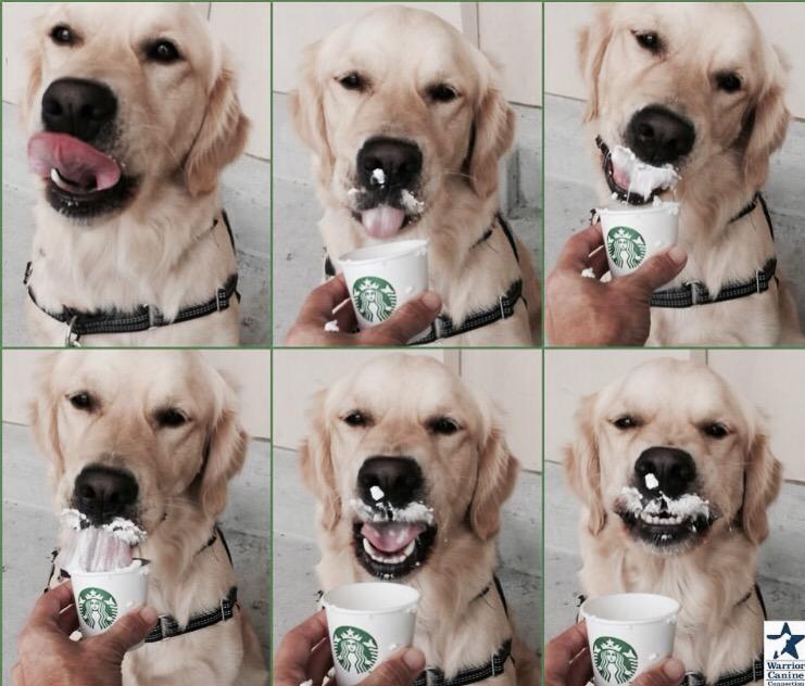 Thank you for the #Pupachino - it was lipsmacking delicious! <a href="/Starbucks/">Starbucks</a> 🐾❤️