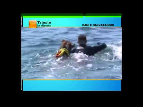 Cani  salvataggio FVG su Telequattro a Trieste in diretta - canisalvataggiofvg.org/cani-salvatagg…