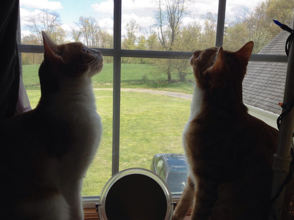 SarahPeer's tweet photo. Ollie and Milo are helping me do my make-up. They're looking to the skies to get inspiration. #catpersonproblems http://t.co/jZr2RuzcEB