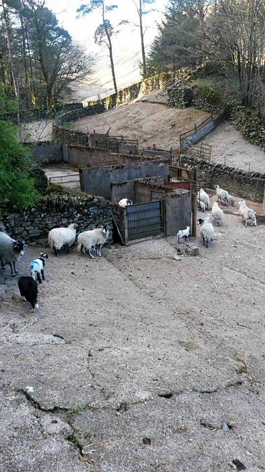 teb_79's tweet photo. Marked,tailed and lug marked a few singles today. 1st of many days tailing #hillfarming #LakeDistrict @NRenison http://t.co/pb96Eysrab