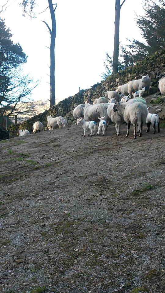 Marked,tailed and lug marked a few singles today. 1st of many days tailing #hillfarming #LakeDistrict <a href="/NRenison/">Nic Renison</a>