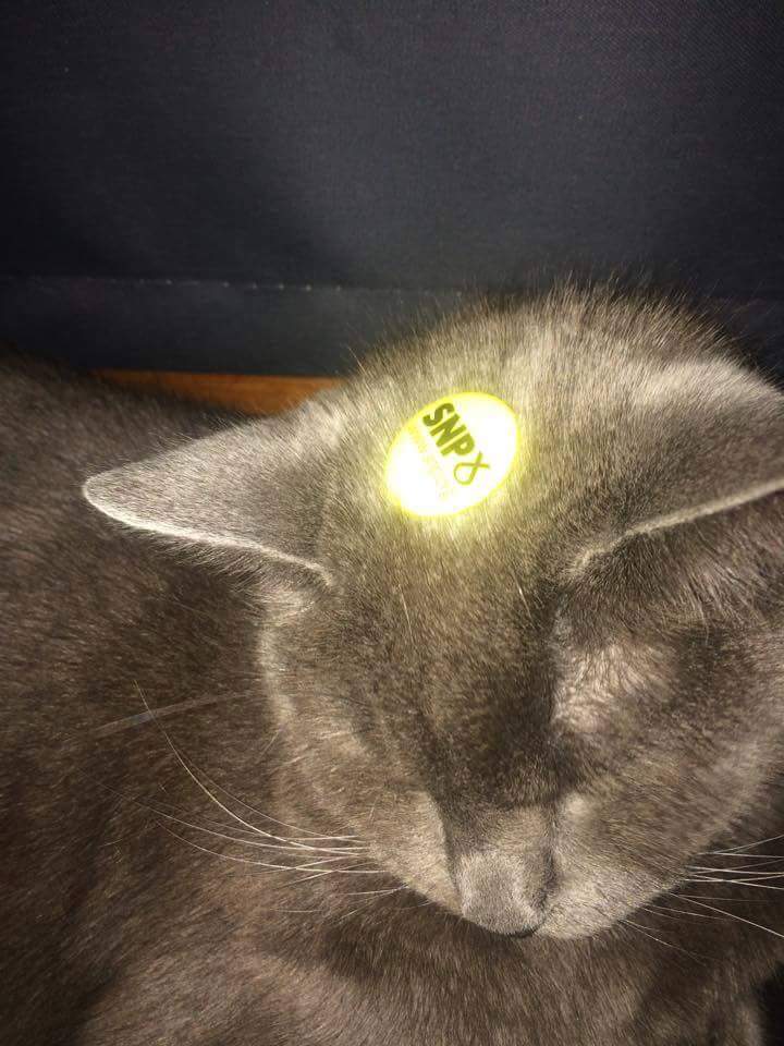 Yes45fife's tweet photo. All the feline #SNPets coming out in support of @GlenCentFifeSNP #grantforglenrothes http://t.co/Ev4iDSJAyt