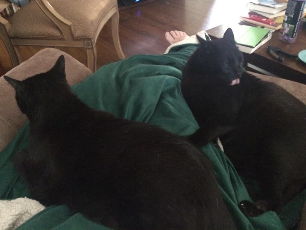 thepegisin's tweet photo. A rare two-kitties-in-my-lap moment. #Caturday #eventhoughitsSunday @JenMitch http://t.co/F6v2Z9okau