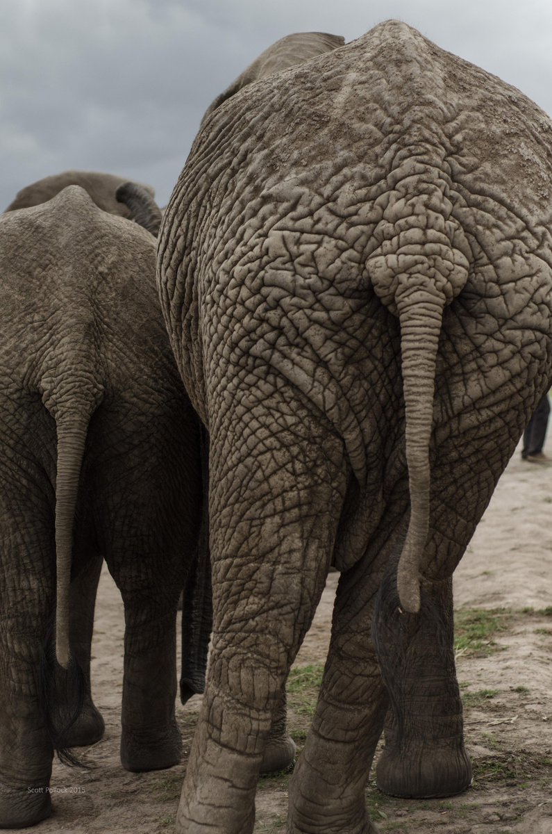 scottpollock's tweet photo. Knysna Elephant Park (@KnysnaTrunkCall) #SouthAfrica #GardenRoute http://t.co/4dpqArgrOL