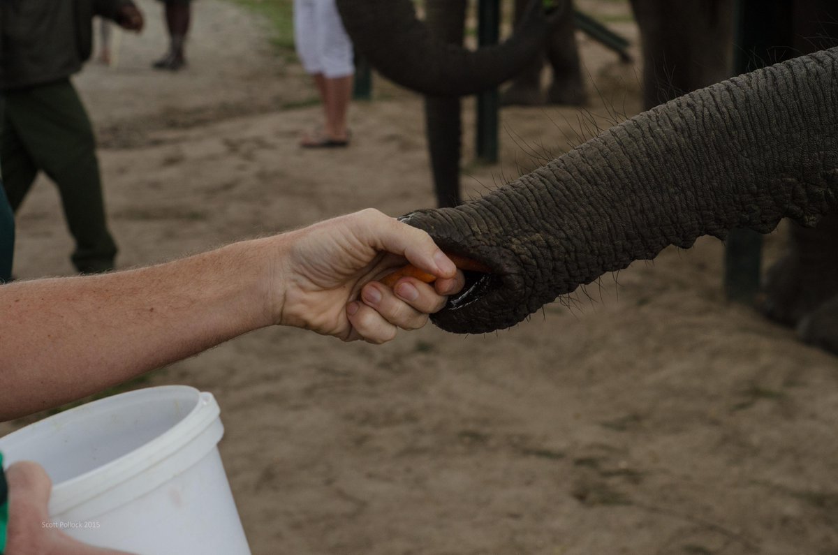 scottpollock's tweet photo. A few more from Knysna Elephant Park (@KnysnaTrunkCall) #SouthAfrica #GardenRoute http://t.co/Tf3XiopjRd