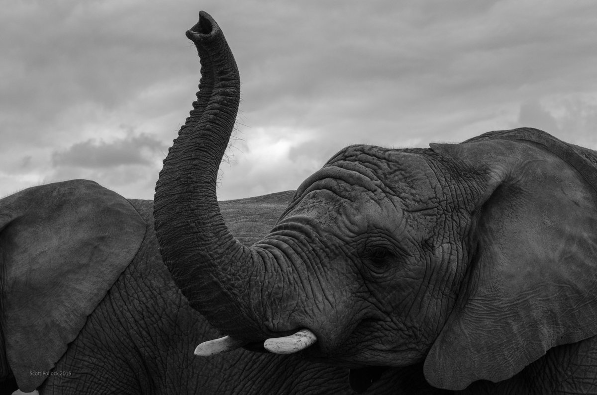 scottpollock's tweet photo. A few more from Knysna Elephant Park (@KnysnaTrunkCall) #SouthAfrica #GardenRoute http://t.co/Tf3XiopjRd