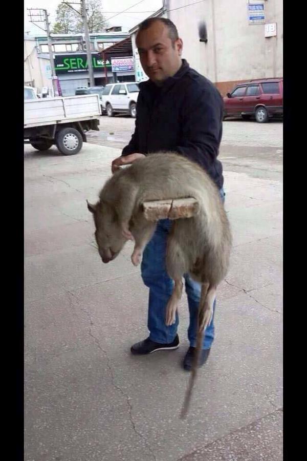 splinter usta ölü bulunmuştur.cenazesi var katılan arkadaşlara michelangelo reyiz sponsorluğunda pizza verilicektir