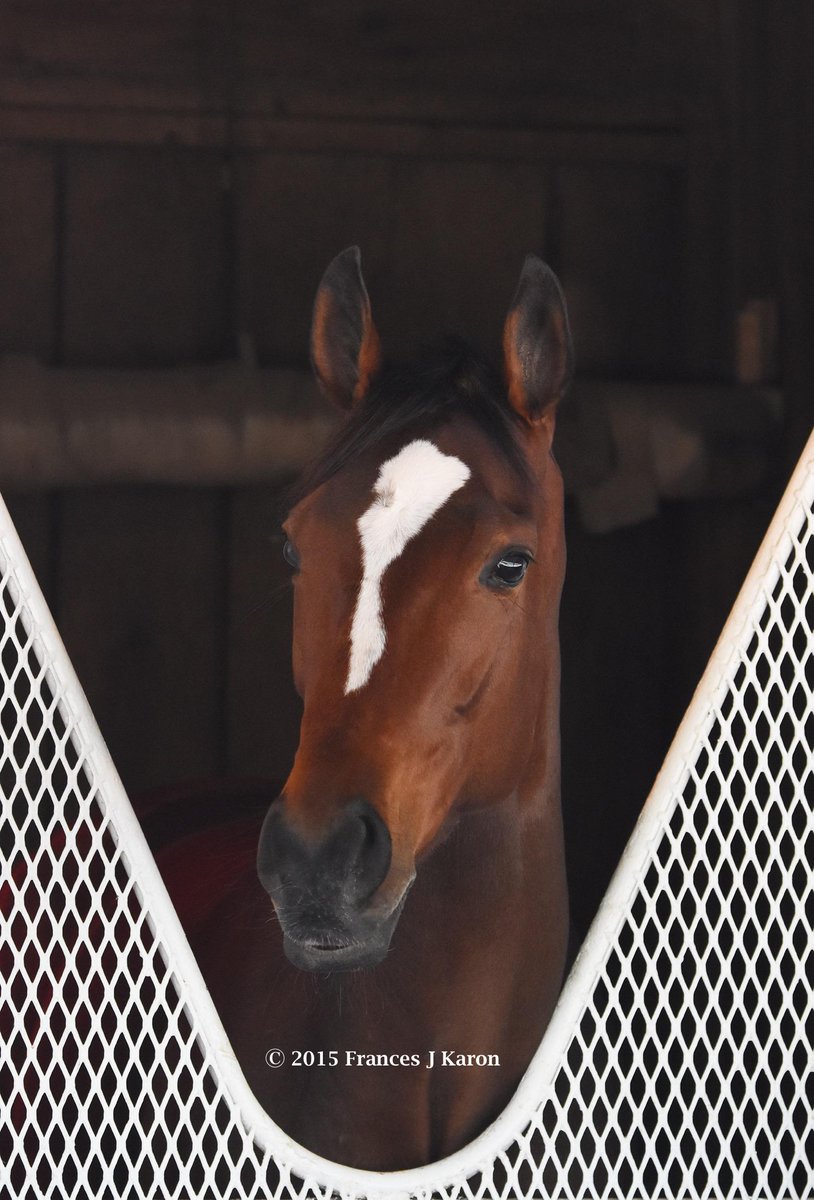 francesjkaron's tweet image. I found this lovely lady poking her head out of her stall. #Untapable