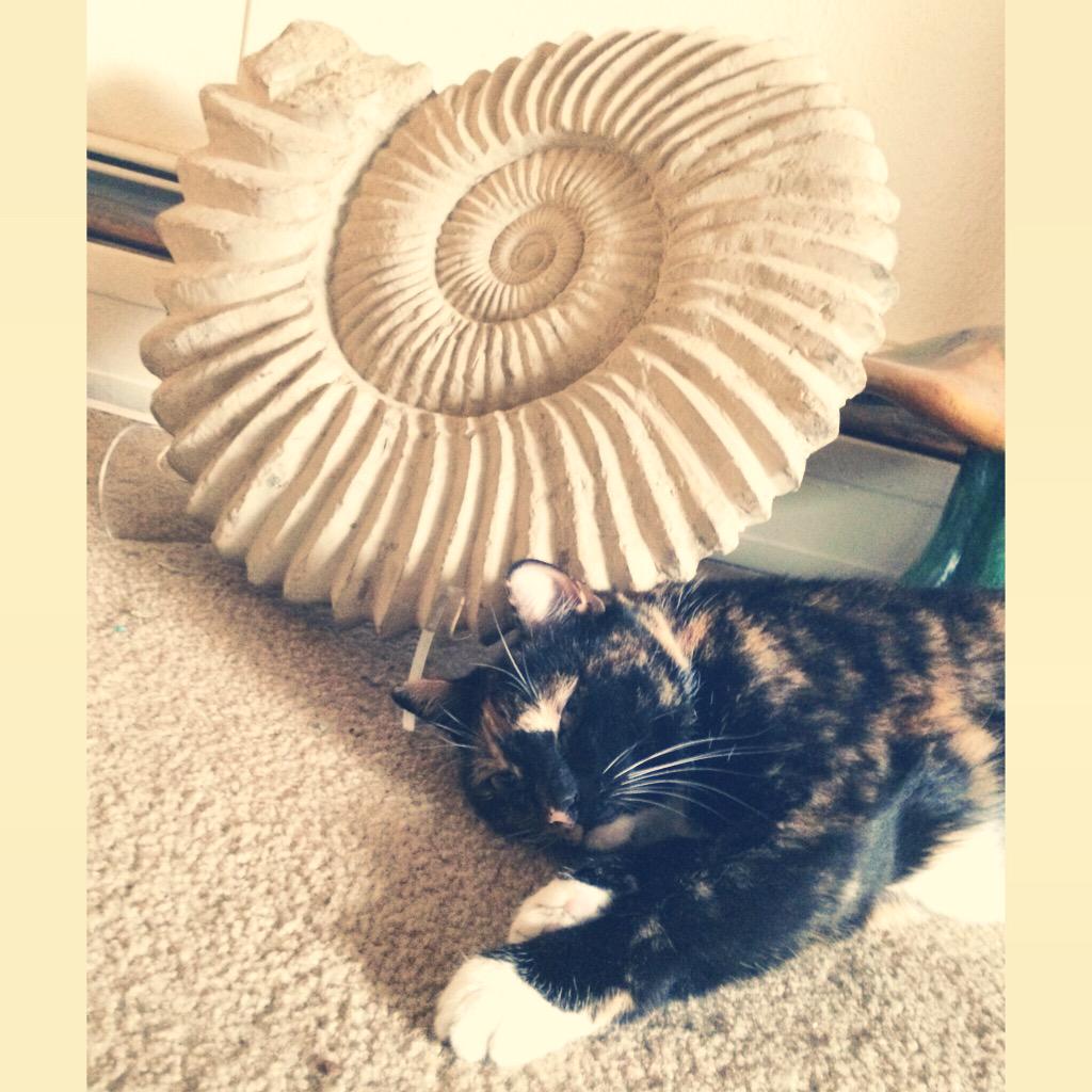 Craylayyy's tweet photo. Meowwww http://t.co/gLER72Kkea
