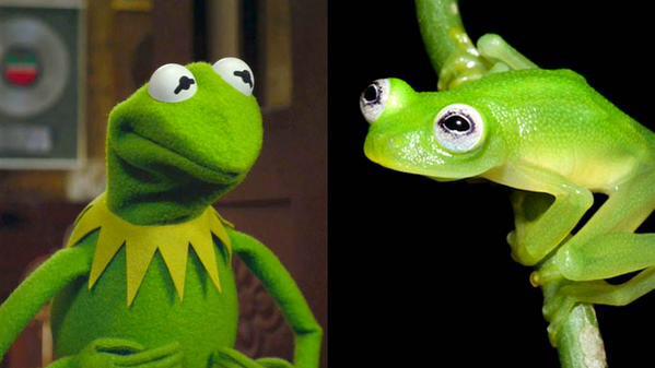 thegoatcircle's tweet photo. A scientist in Costa Rica has discovered a new species of glass frog that looks exactly like Kermit the Frog. http://t.co/ol2NG6IREA