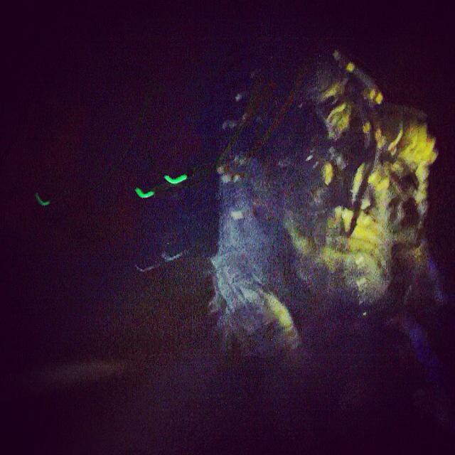 javilb23's tweet photo. @javilb23: algunas fotillos de #LaCazaDelPredator 2015 en #picon no podia hacercarme mas sin armas.. @WRG_SZ http://t.co/s3T4ytiQiS