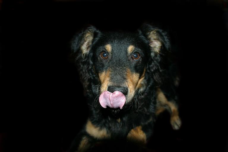 tvo's tweet photo. Why r dogs are the most varied animal species? Learn about the human manipulation of the K-9 on #ScienceofDogs @ 7 http://t.co/n8h9Y8dOIU