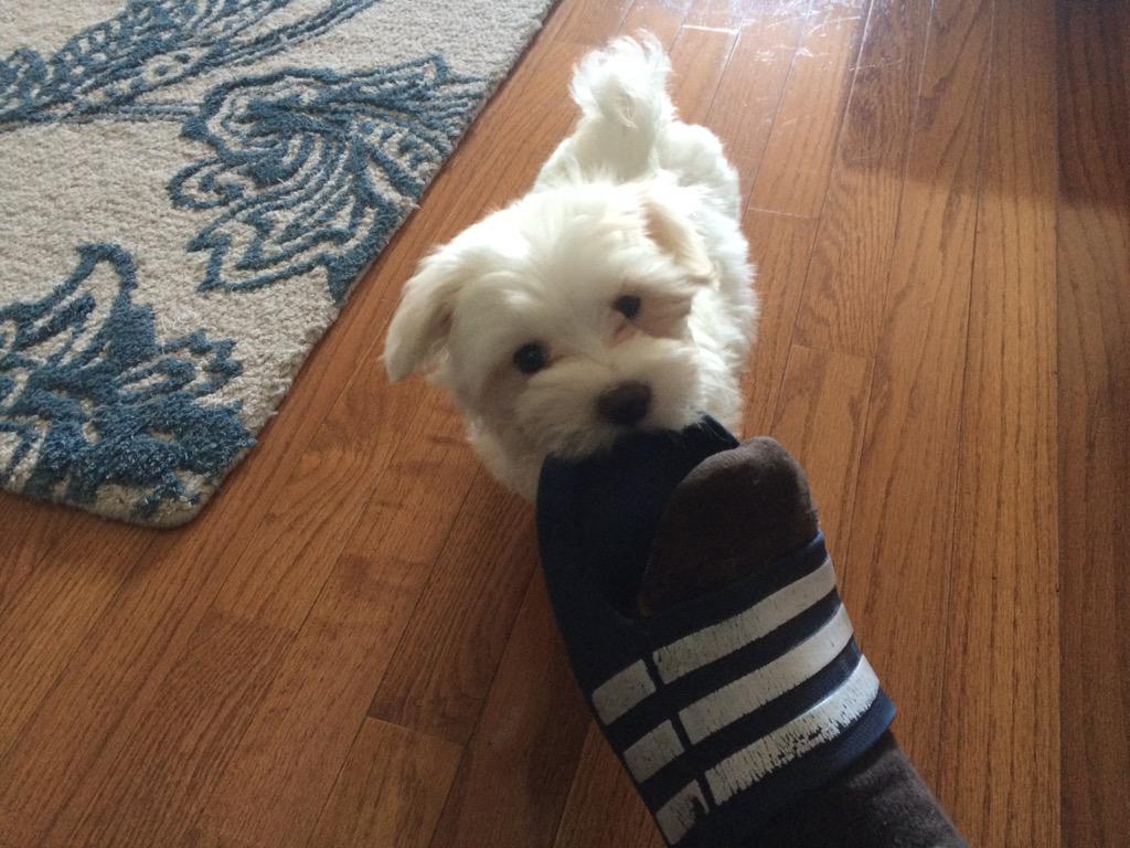 WorthyRetail's tweet photo. Meet the newest member to the Worthy Family - Marley. A House full of girls and Yes I have a #dudeDog. Awesome! http://t.co/SpsRoE6dYu