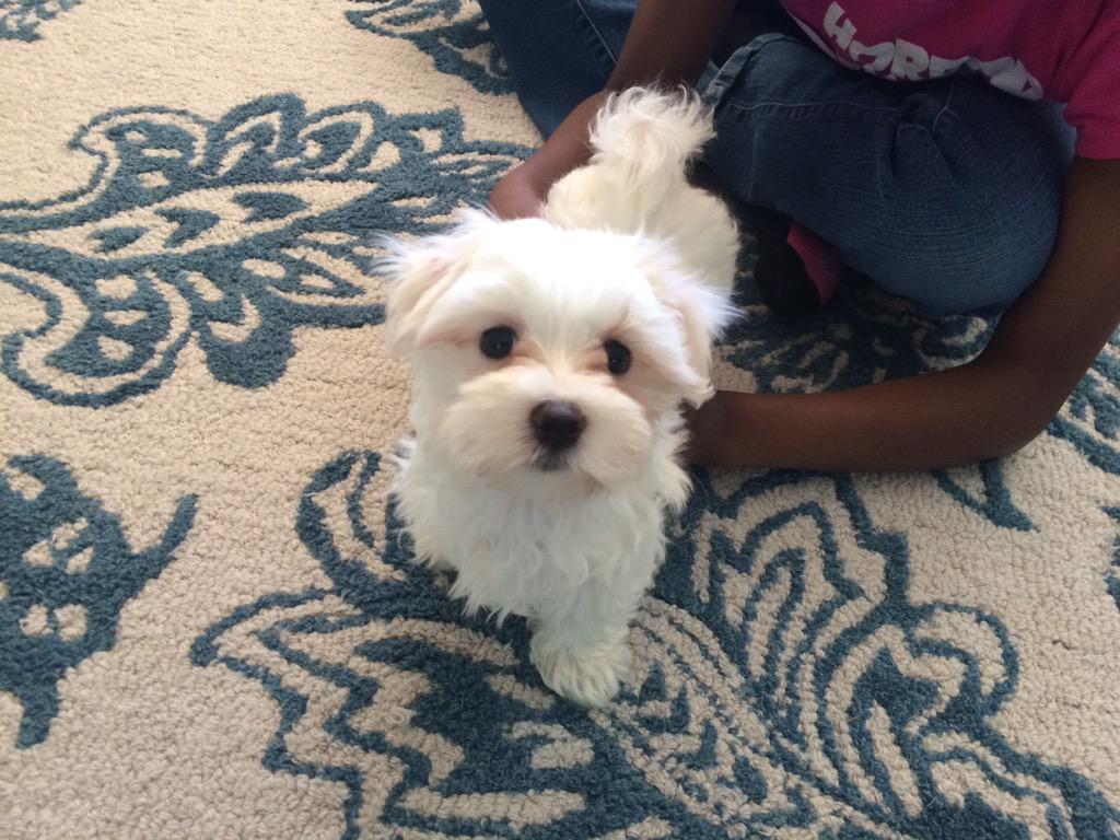 WorthyRetail's tweet photo. Meet the newest member to the Worthy Family - Marley. A House full of girls and Yes I have a #dudeDog. Awesome! http://t.co/SpsRoE6dYu
