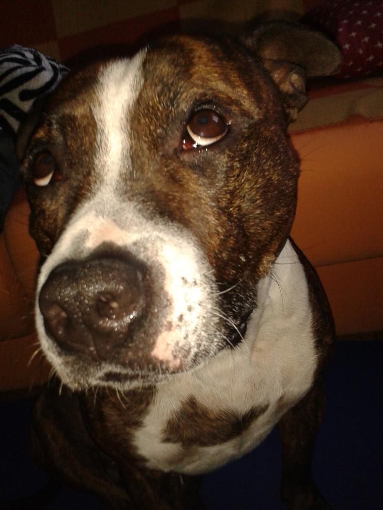 maxiduintjer's tweet image. Joker en Madrid