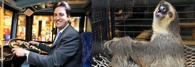 VoteGibbon's tweet photo. Ed Milliband may look like a sloth, but I'm an actual gibbon. #VoteGibbon #GibbonItLaldy  #GE2015  #ScotDebates http://t.co/EYZXAXcQvW
