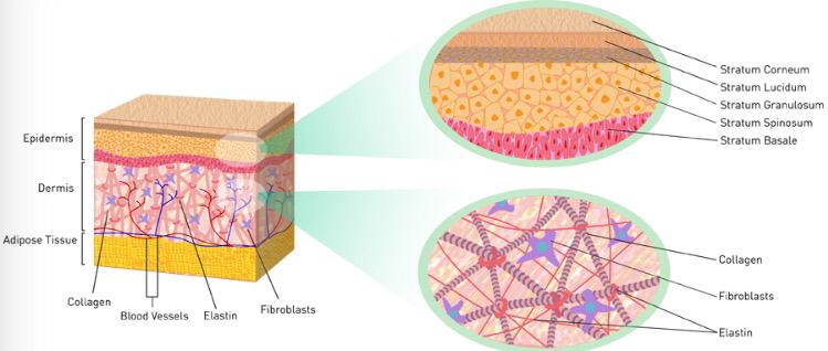 dermaskin's tweet photo. UV radiation damages elastin fibres in the #skin resulting in skin laxity #skinageing #sunscreen http://t.co/rhoyA16jb7