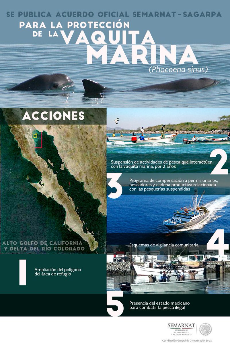 PresidenciaMX's tweet image. Conoce la estrategia integral, para preservar el ecosistema marino del Alto Golfo de California.