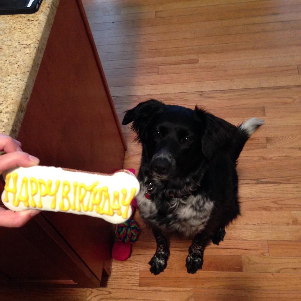 HopsthePuppy's tweet photo. StopSingingAndGiveMeTheDamnCookie #birthdaywish http://t.co/cseViXzrds
