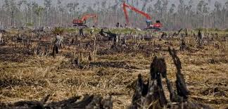 FMMECO's tweet photo. Did you know: The US has less than 4% of its forests left. (Source: http://t.co/sZOsHijGWp) http://t.co/Txp0dSg1ds