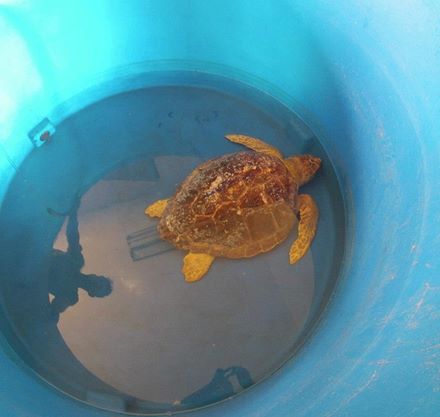 gttmgv's tweet photo. Libro de resúmenes: S.I de Biología y Conservación de Tortugas Marinas, Turquía 2015 (http://t.co/6pJxxhtsGU) #ISTS35 http://t.co/v8AisBWdKM