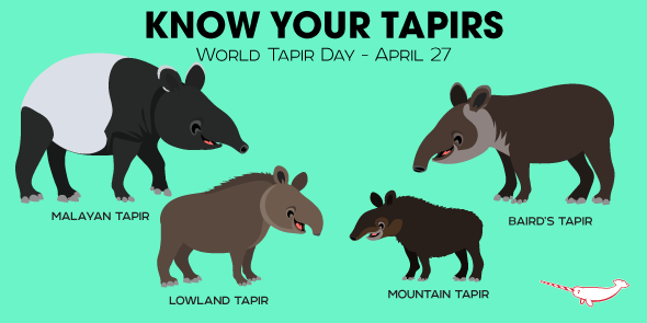 PepomintNarwhal's tweet image. #WorldTapirDay is April 27th so we thought it was time for you to KNOW YOUR TAPIRS! #KnowYourTapirs