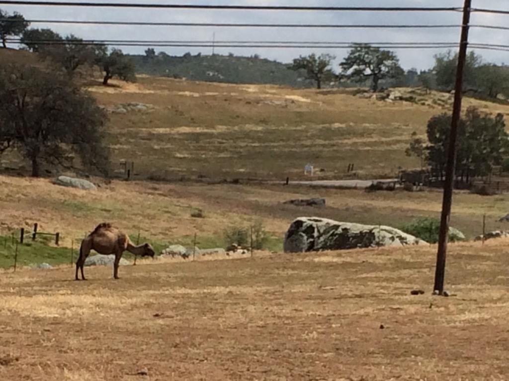 funthingsapp's tweet image. A wandering camel in #sandiego ??