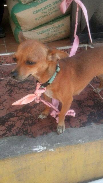 marpipeas's tweet photo. Busco a mis dueños🆘@JeanMary_ @JG_Reports @CaraInjusticia @jegf33 @R_Sardi @SalvandoPatitas @Sarcoranphus @PerrosPCcs http://t.co/YYz2JZttV8