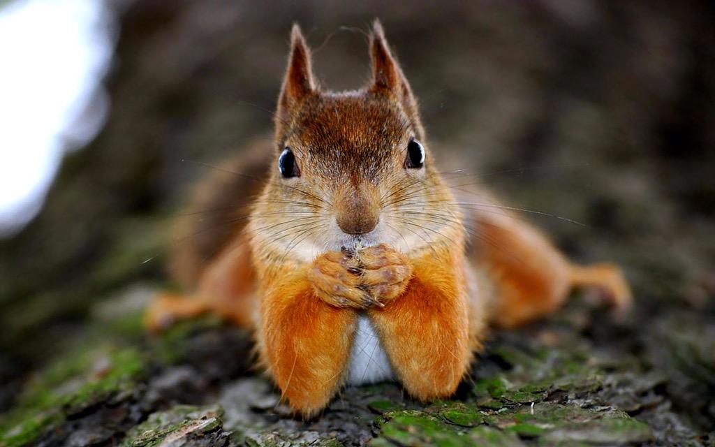 Squirrel Pics (@squirrel_pix) on Twitter photo 